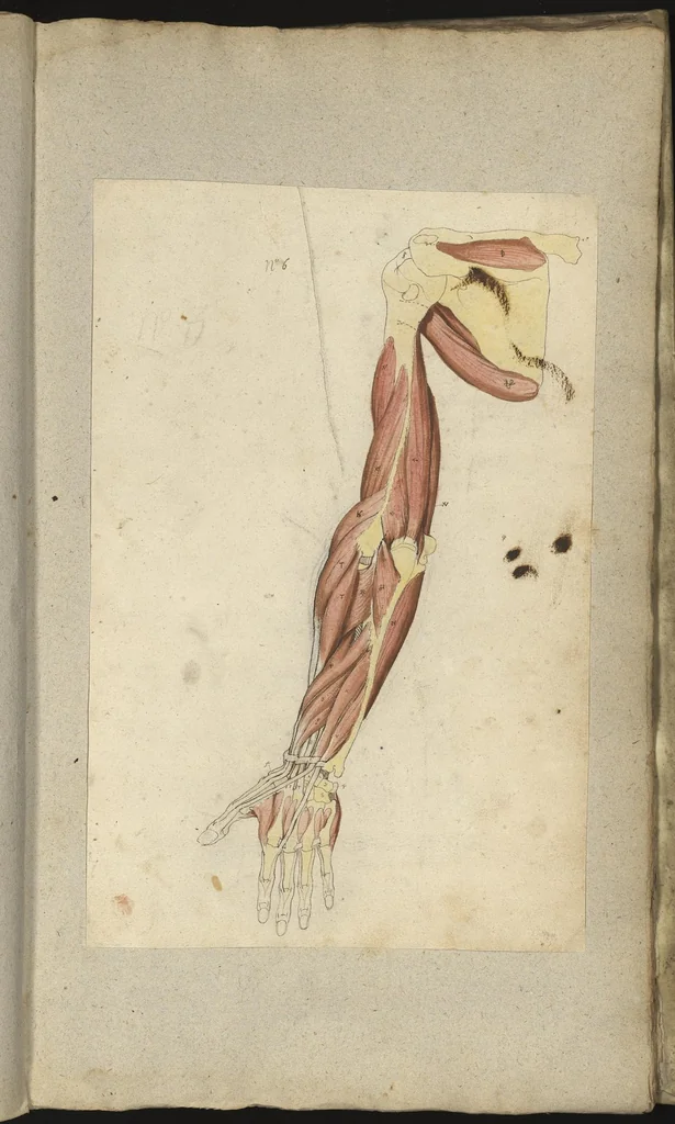 An illustration from [Myologie de l'homme : membre supérieur, membre inférieur], 1654, leaf 91