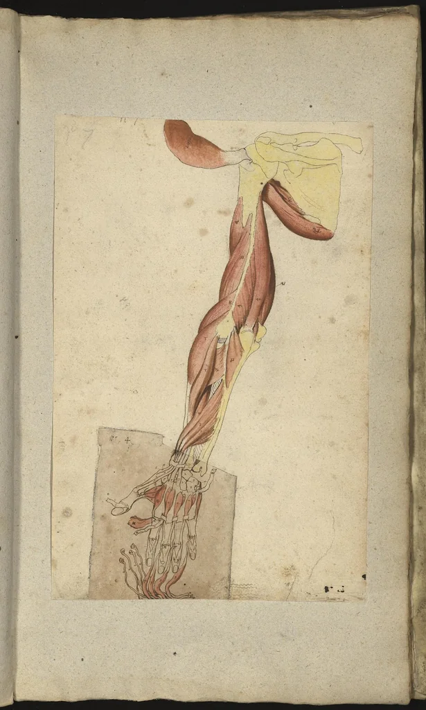 An illustration from [Myologie de l'homme : membre supérieur, membre inférieur], 1654, leaf 92