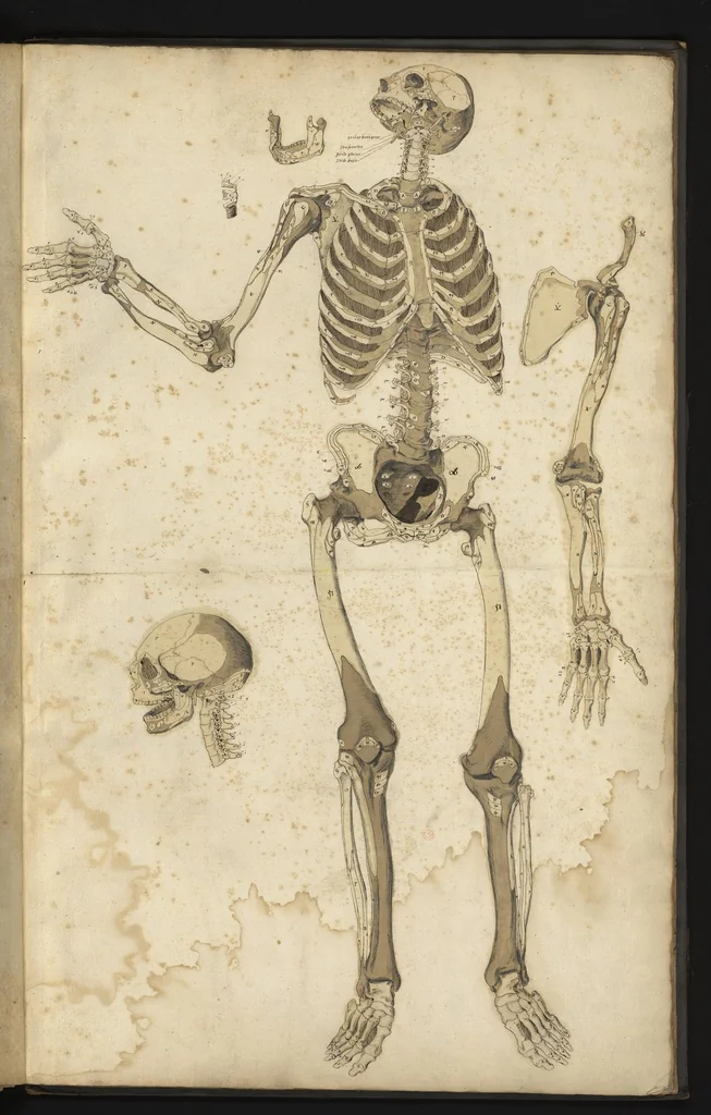 An illustration from [Myologie et ostéologie de l'homme : corps entier], 1660, leaf 26