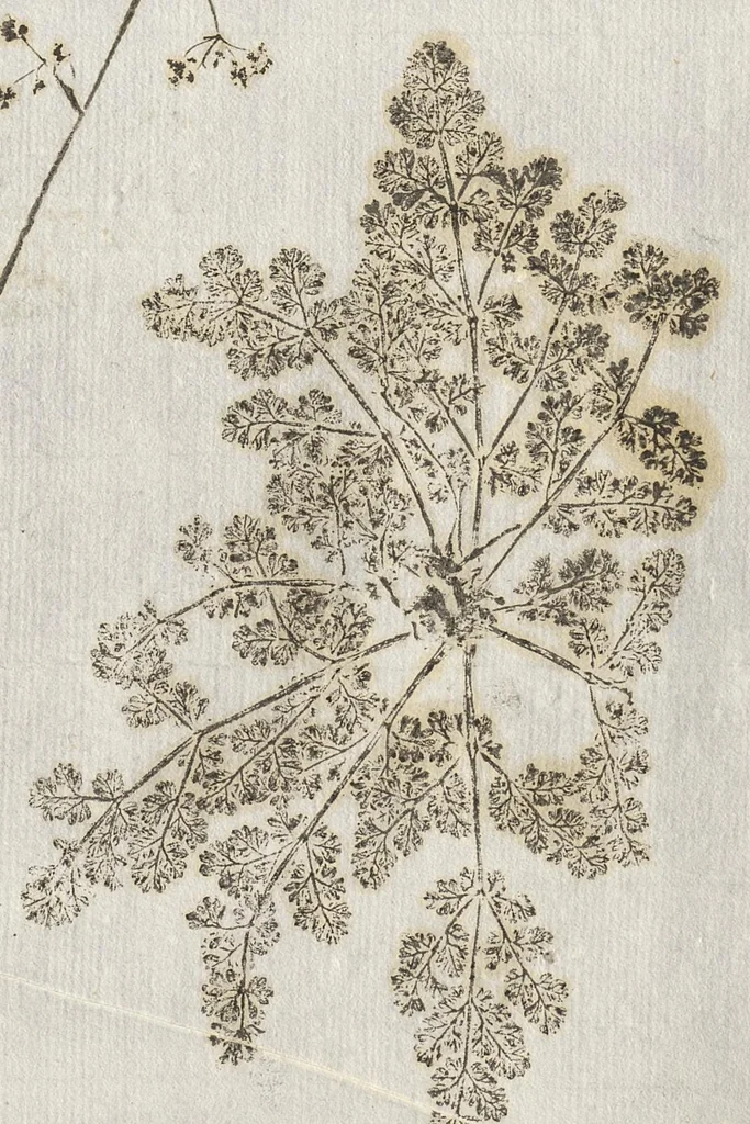 An illustration from Recherche curieuses des plantes qui croissent autour de Chantilly, 1661, leaf 112