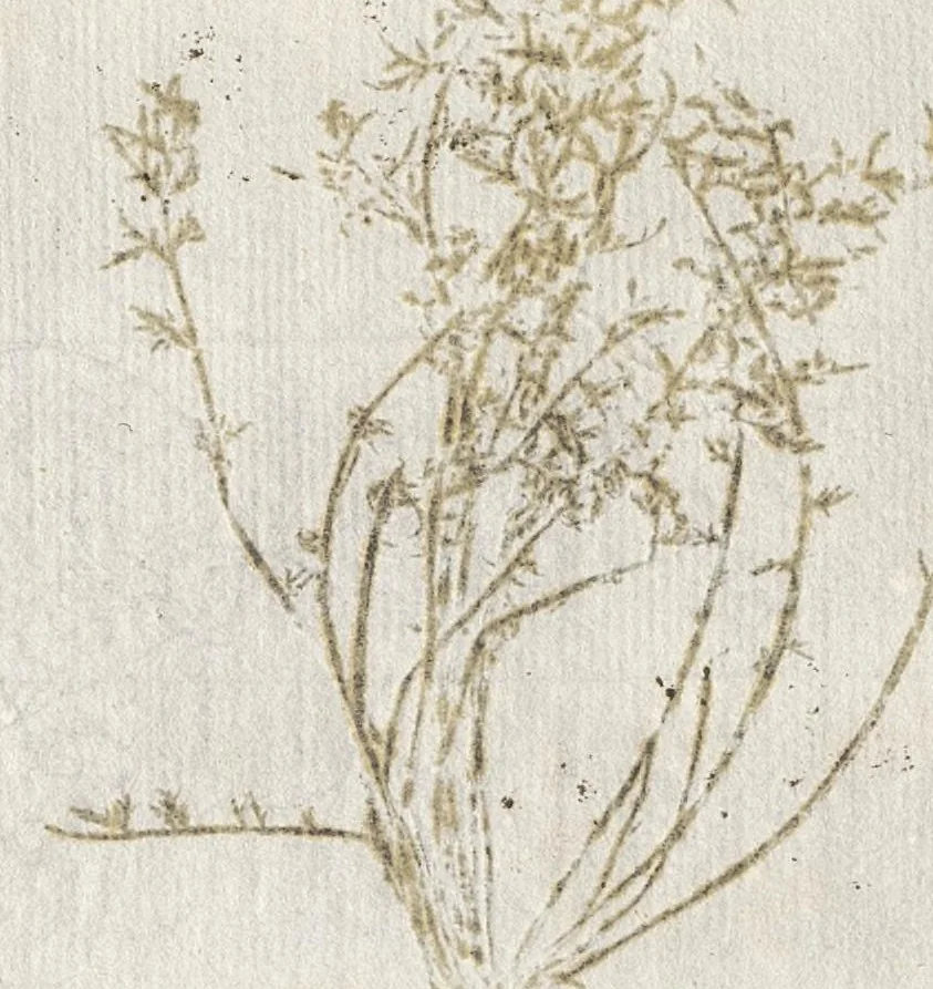 An illustration from Recherche curieuses des plantes qui croissent autour de Chantilly, 1661, leaf 137
