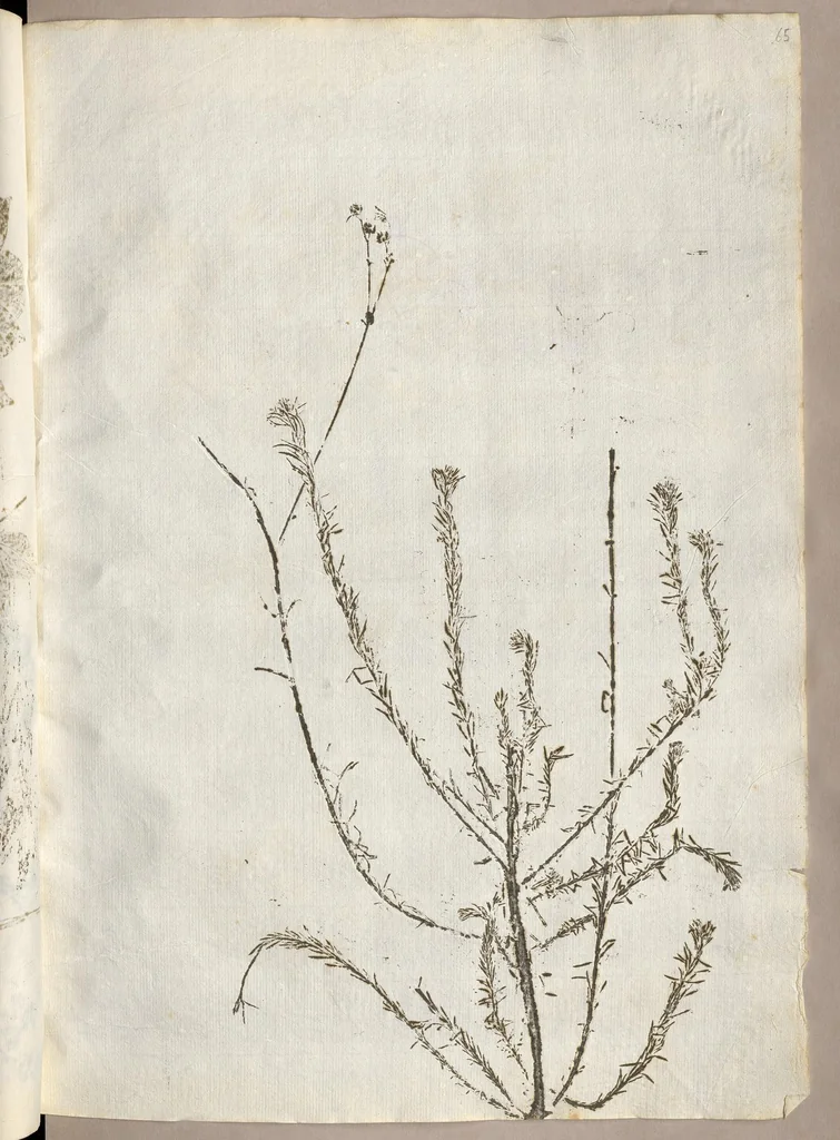 An illustration from Recherche curieuses des plantes qui croissent autour de Chantilly, 1661, leaf 144