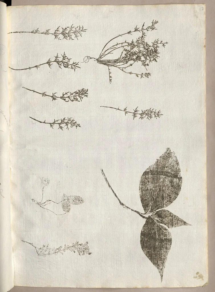 An illustration from Recherche curieuses des plantes qui croissent autour de Chantilly, 1661, leaf 148