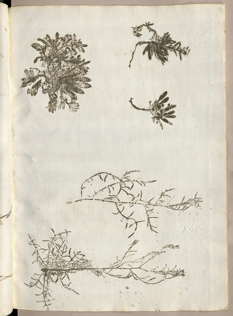 An illustration from Recherche curieuses des plantes qui croissent autour de Chantilly, 1661, leaf 158
