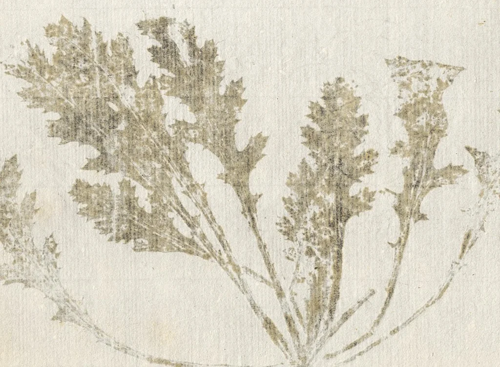 An illustration from Recherche curieuses des plantes qui croissent autour de Chantilly, 1661, leaf 181