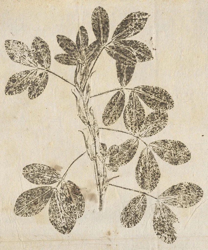 An illustration from Recherche curieuses des plantes qui croissent autour de Chantilly, 1661, leaf 188