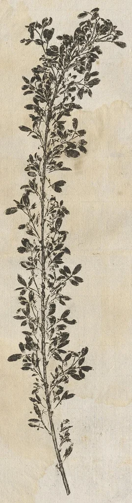 An illustration from Recherche curieuses des plantes qui croissent autour de Chantilly, 1661, leaf 202