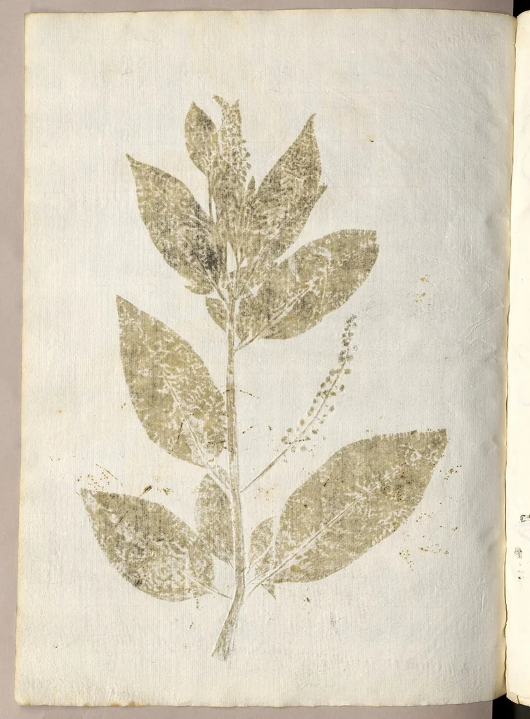 An illustration from Recherche curieuses des plantes qui croissent autour de Chantilly, 1661, leaf 205