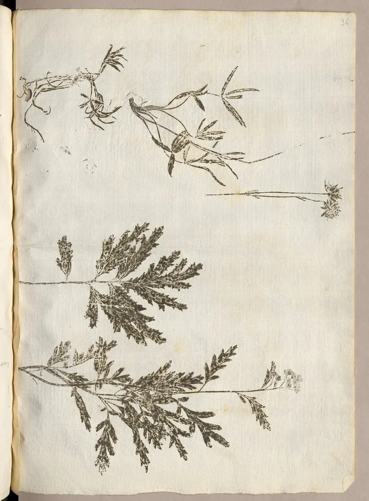 An illustration from Recherche curieuses des plantes qui croissent autour de Chantilly, 1661, leaf 208