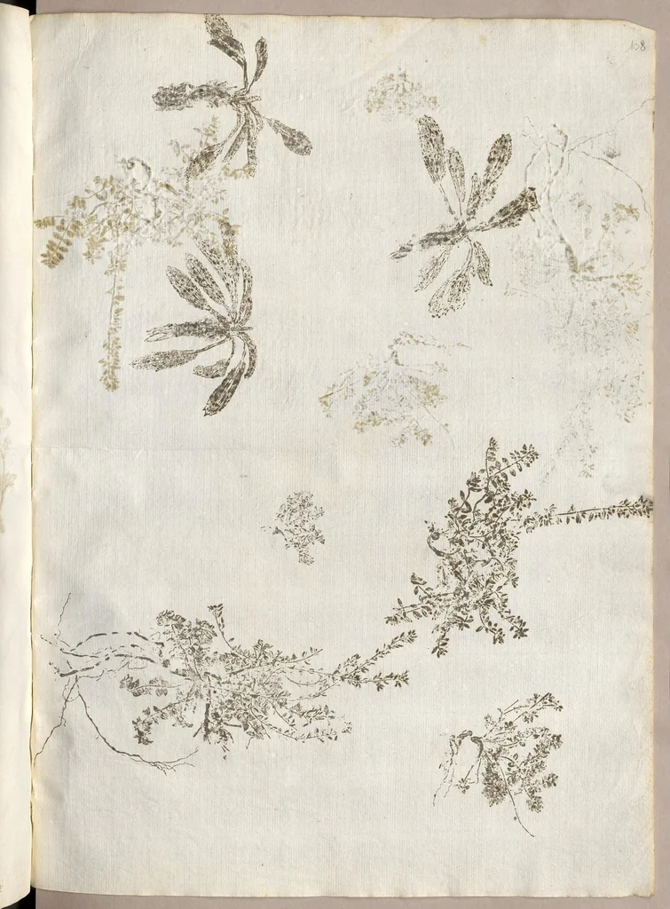 An illustration from Recherche curieuses des plantes qui croissent autour de Chantilly, 1661, leaf 232