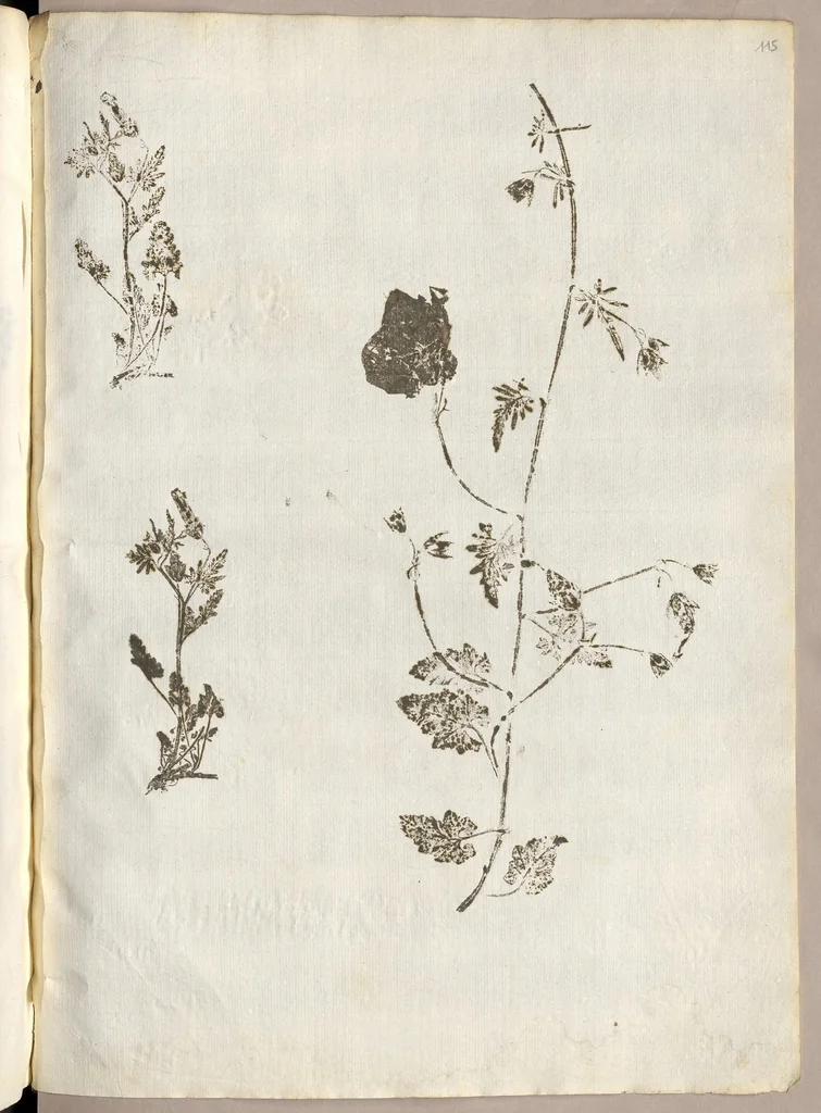An illustration from Recherche curieuses des plantes qui croissent autour de Chantilly, 1661, leaf 246