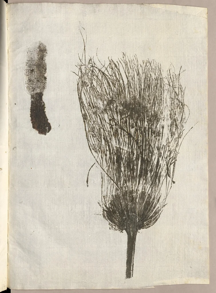 An illustration from Recherche curieuses des plantes qui croissent autour de Chantilly, 1661, leaf 26