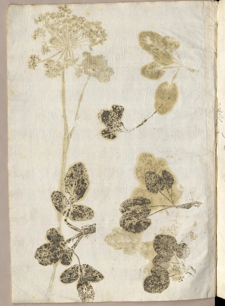 An illustration from Recherche curieuses des plantes qui croissent autour de Chantilly, 1661, leaf 33
