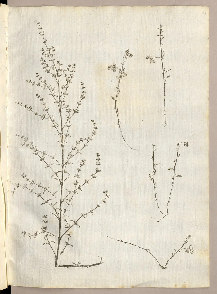 An illustration from Recherche curieuses des plantes qui croissent autour de Chantilly, 1661, leaf 50