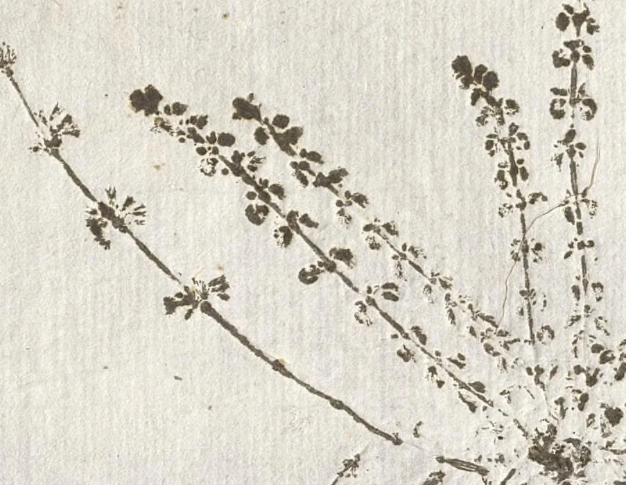 An illustration from Recherche curieuses des plantes qui croissent autour de Chantilly, 1661, leaf 64
