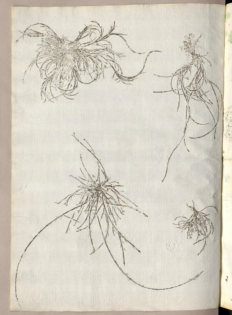 An illustration from Recherche curieuses des plantes qui croissent autour de Chantilly, 1661, leaf 85