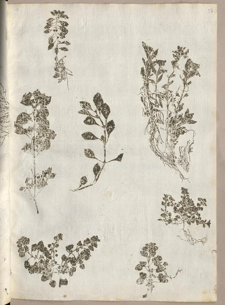 An illustration from Recherche curieuses des plantes qui croissent autour de Chantilly, 1661, leaf 88