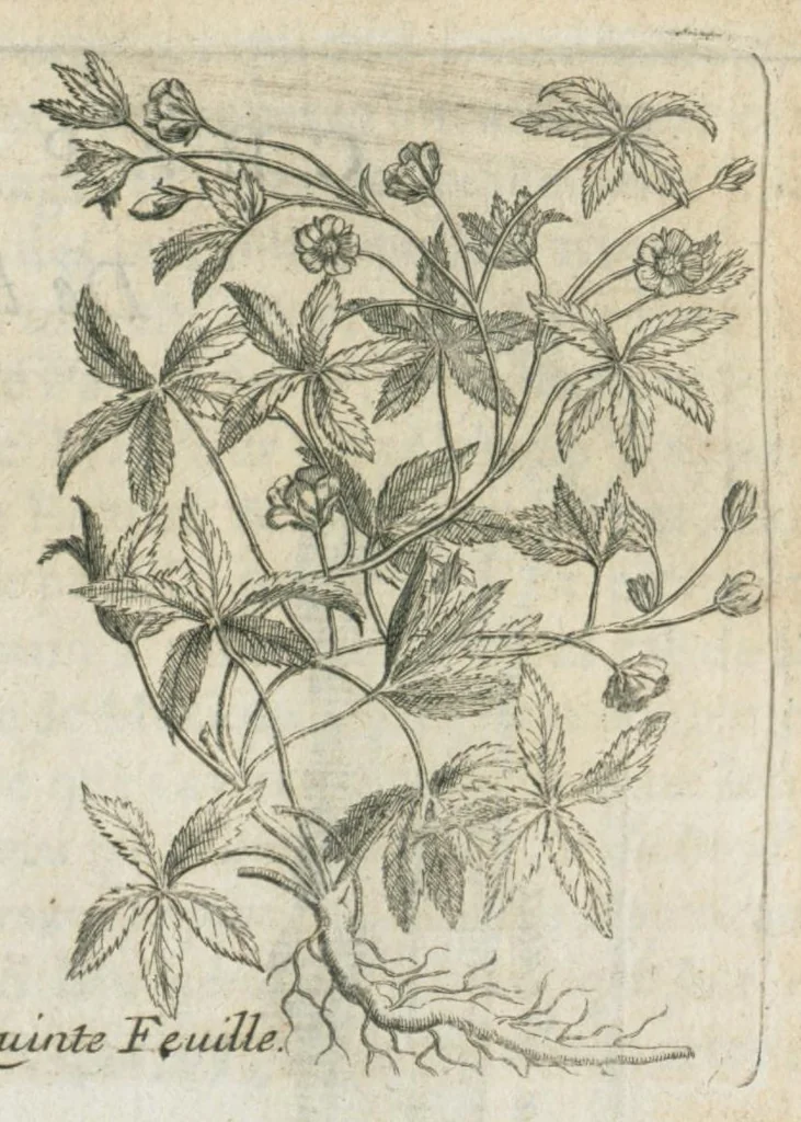 An illustration from Histoire générale des drogues, traitant des plantes, des animaux, & des mineraux ; ouvrage enrichy de plus de quatre cent figures en taille-douce tirées d'aprés nature ; avec un discours qui explique leurs differens noms, les pays d'où elles viennent, la maniere de connoître les veritables d'avec les falsifiées, & leurs proprietez, où l'on découvre l'erreur des anciens & des modernes...par le sieur Pierre Pomet...., 1694, leaf 103