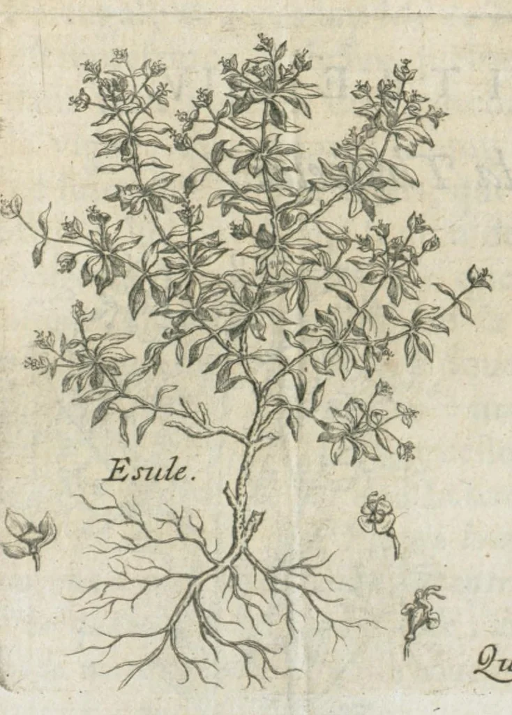 An illustration from Histoire générale des drogues, traitant des plantes, des animaux, & des mineraux ; ouvrage enrichy de plus de quatre cent figures en taille-douce tirées d'aprés nature ; avec un discours qui explique leurs differens noms, les pays d'où elles viennent, la maniere de connoître les veritables d'avec les falsifiées, & leurs proprietez, où l'on découvre l'erreur des anciens & des modernes...par le sieur Pierre Pomet...., 1694, leaf 103