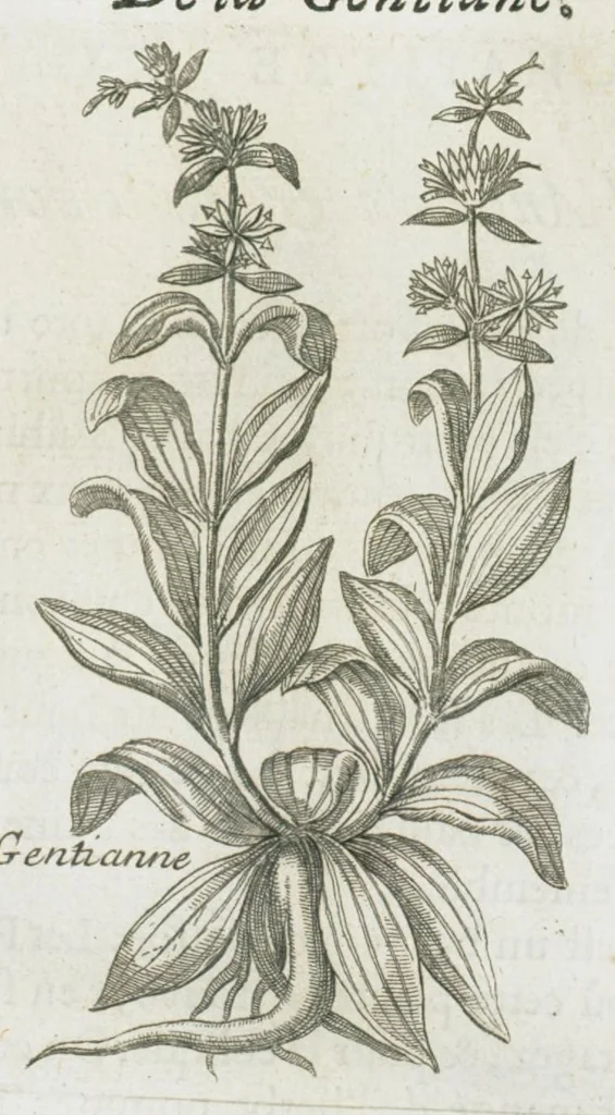 An illustration from Histoire générale des drogues, traitant des plantes, des animaux, & des mineraux ; ouvrage enrichy de plus de quatre cent figures en taille-douce tirées d'aprés nature ; avec un discours qui explique leurs differens noms, les pays d'où elles viennent, la maniere de connoître les veritables d'avec les falsifiées, & leurs proprietez, où l'on découvre l'erreur des anciens & des modernes...par le sieur Pierre Pomet...., 1694, leaf 109