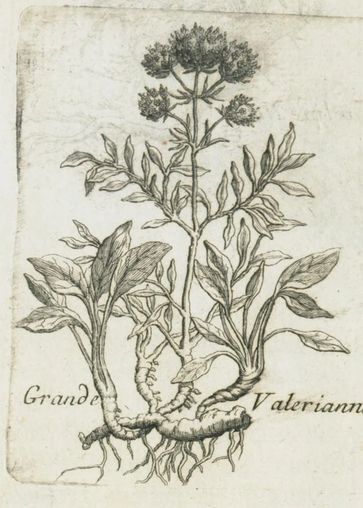 An illustration from Histoire générale des drogues, traitant des plantes, des animaux, & des mineraux ; ouvrage enrichy de plus de quatre cent figures en taille-douce tirées d'aprés nature ; avec un discours qui explique leurs differens noms, les pays d'où elles viennent, la maniere de connoître les veritables d'avec les falsifiées, & leurs proprietez, où l'on découvre l'erreur des anciens & des modernes...par le sieur Pierre Pomet...., 1694, leaf 113