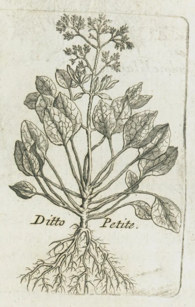 An illustration from Histoire générale des drogues, traitant des plantes, des animaux, & des mineraux ; ouvrage enrichy de plus de quatre cent figures en taille-douce tirées d'aprés nature ; avec un discours qui explique leurs differens noms, les pays d'où elles viennent, la maniere de connoître les veritables d'avec les falsifiées, & leurs proprietez, où l'on découvre l'erreur des anciens & des modernes...par le sieur Pierre Pomet...., 1694, leaf 113