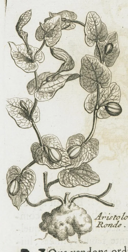 An illustration from Histoire générale des drogues, traitant des plantes, des animaux, & des mineraux ; ouvrage enrichy de plus de quatre cent figures en taille-douce tirées d'aprés nature ; avec un discours qui explique leurs differens noms, les pays d'où elles viennent, la maniere de connoître les veritables d'avec les falsifiées, & leurs proprietez, où l'on découvre l'erreur des anciens & des modernes...par le sieur Pierre Pomet...., 1694, leaf 116