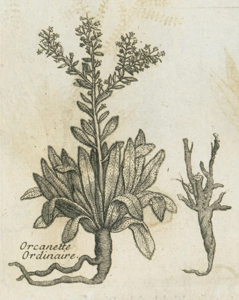 An illustration from Histoire générale des drogues, traitant des plantes, des animaux, & des mineraux ; ouvrage enrichy de plus de quatre cent figures en taille-douce tirées d'aprés nature ; avec un discours qui explique leurs differens noms, les pays d'où elles viennent, la maniere de connoître les veritables d'avec les falsifiées, & leurs proprietez, où l'on découvre l'erreur des anciens & des modernes...par le sieur Pierre Pomet...., 1694, leaf 120