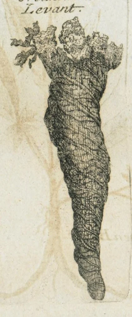 An illustration from Histoire générale des drogues, traitant des plantes, des animaux, & des mineraux ; ouvrage enrichy de plus de quatre cent figures en taille-douce tirées d'aprés nature ; avec un discours qui explique leurs differens noms, les pays d'où elles viennent, la maniere de connoître les veritables d'avec les falsifiées, & leurs proprietez, où l'on découvre l'erreur des anciens & des modernes...par le sieur Pierre Pomet...., 1694, leaf 120