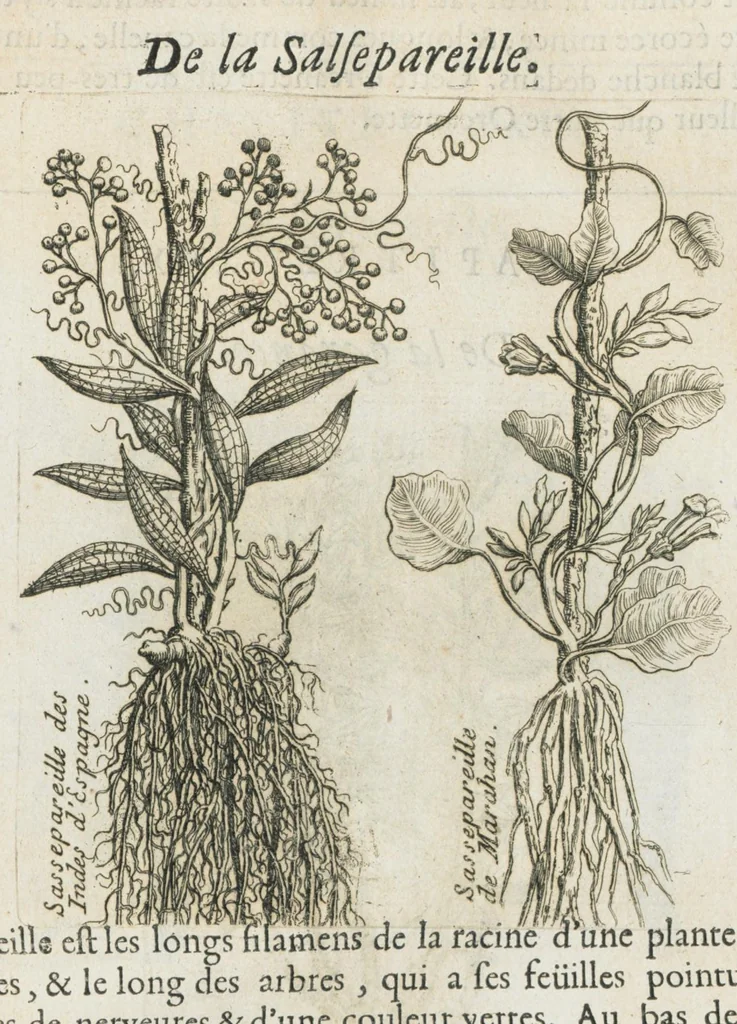An illustration from Histoire générale des drogues, traitant des plantes, des animaux, & des mineraux ; ouvrage enrichy de plus de quatre cent figures en taille-douce tirées d'aprés nature ; avec un discours qui explique leurs differens noms, les pays d'où elles viennent, la maniere de connoître les veritables d'avec les falsifiées, & leurs proprietez, où l'on découvre l'erreur des anciens & des modernes...par le sieur Pierre Pomet...., 1694, leaf 122