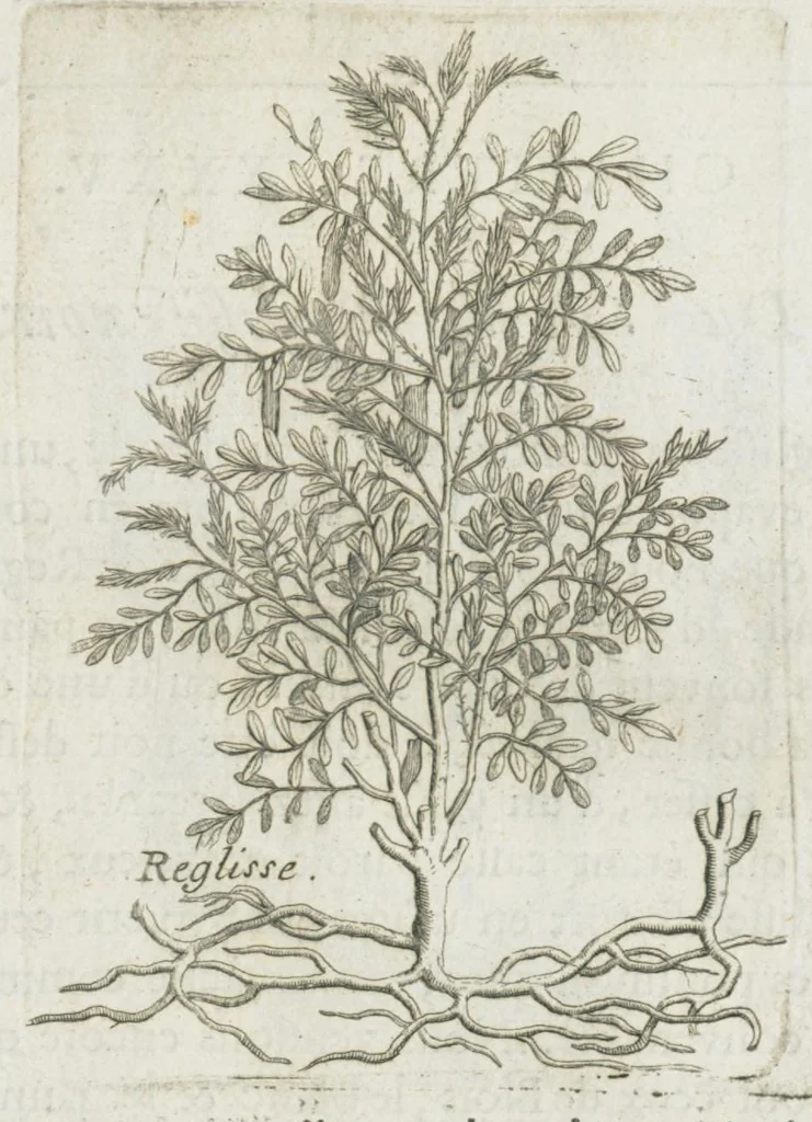 An illustration from Histoire générale des drogues, traitant des plantes, des animaux, & des mineraux ; ouvrage enrichy de plus de quatre cent figures en taille-douce tirées d'aprés nature ; avec un discours qui explique leurs differens noms, les pays d'où elles viennent, la maniere de connoître les veritables d'avec les falsifiées, & leurs proprietez, où l'on découvre l'erreur des anciens & des modernes...par le sieur Pierre Pomet...., 1694, leaf 125