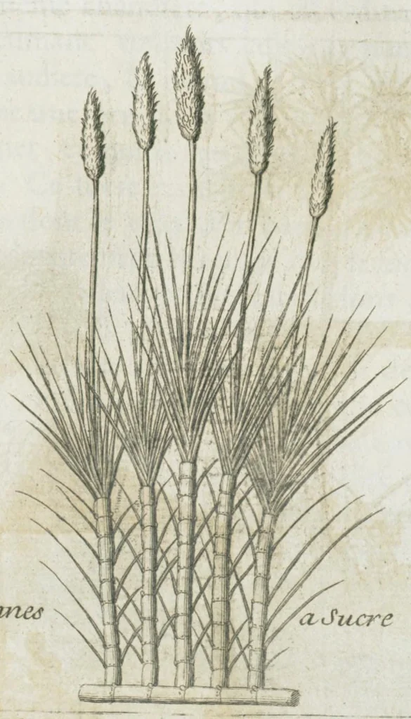 An illustration from Histoire générale des drogues, traitant des plantes, des animaux, & des mineraux ; ouvrage enrichy de plus de quatre cent figures en taille-douce tirées d'aprés nature ; avec un discours qui explique leurs differens noms, les pays d'où elles viennent, la maniere de connoître les veritables d'avec les falsifiées, & leurs proprietez, où l'on découvre l'erreur des anciens & des modernes...par le sieur Pierre Pomet...., 1694, leaf 129