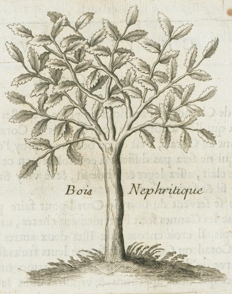An illustration from Histoire générale des drogues, traitant des plantes, des animaux, & des mineraux ; ouvrage enrichy de plus de quatre cent figures en taille-douce tirées d'aprés nature ; avec un discours qui explique leurs differens noms, les pays d'où elles viennent, la maniere de connoître les veritables d'avec les falsifiées, & leurs proprietez, où l'on découvre l'erreur des anciens & des modernes...par le sieur Pierre Pomet...., 1694, leaf 146