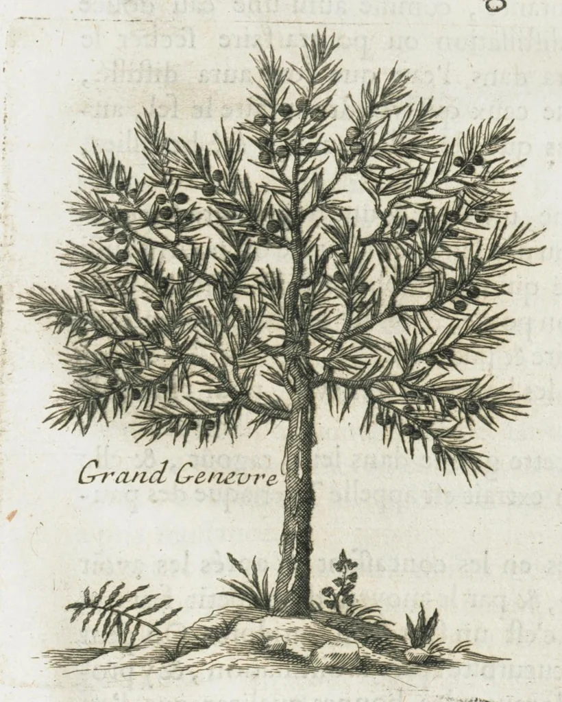 An illustration from Histoire générale des drogues, traitant des plantes, des animaux, & des mineraux ; ouvrage enrichy de plus de quatre cent figures en taille-douce tirées d'aprés nature ; avec un discours qui explique leurs differens noms, les pays d'où elles viennent, la maniere de connoître les veritables d'avec les falsifiées, & leurs proprietez, où l'on découvre l'erreur des anciens & des modernes...par le sieur Pierre Pomet...., 1694, leaf 153