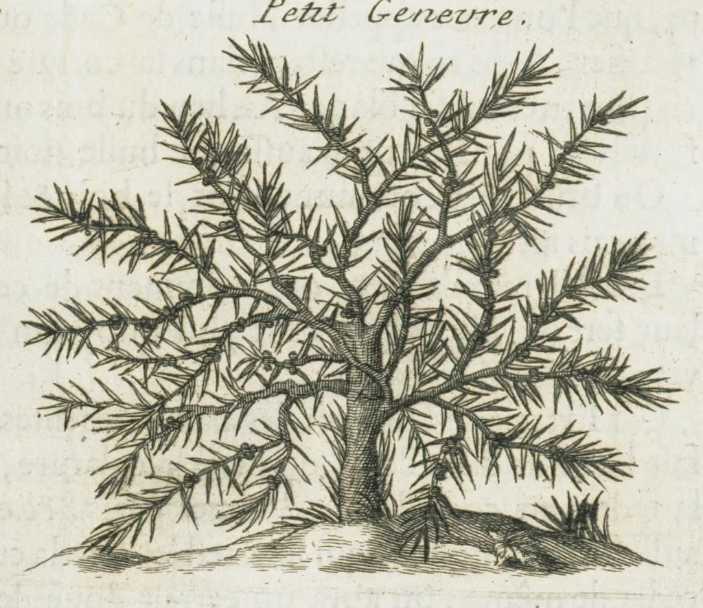 An illustration from Histoire générale des drogues, traitant des plantes, des animaux, & des mineraux ; ouvrage enrichy de plus de quatre cent figures en taille-douce tirées d'aprés nature ; avec un discours qui explique leurs differens noms, les pays d'où elles viennent, la maniere de connoître les veritables d'avec les falsifiées, & leurs proprietez, où l'on découvre l'erreur des anciens & des modernes...par le sieur Pierre Pomet...., 1694, leaf 153