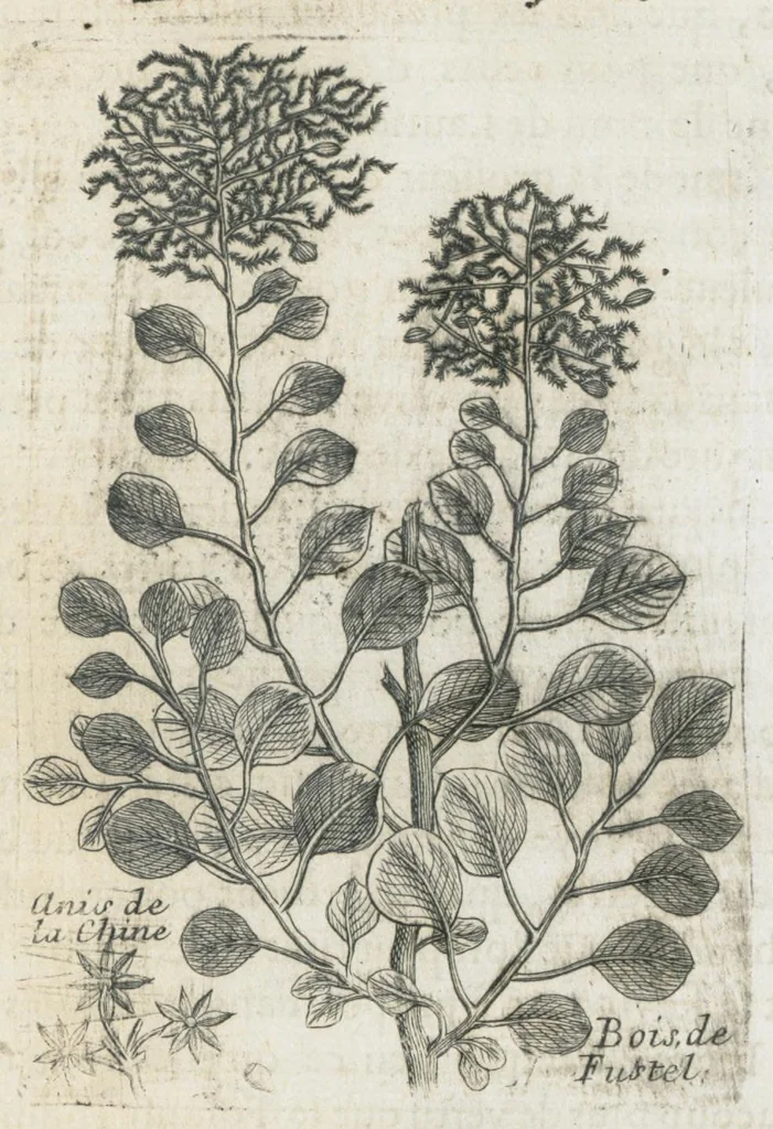 An illustration from Histoire générale des drogues, traitant des plantes, des animaux, & des mineraux ; ouvrage enrichy de plus de quatre cent figures en taille-douce tirées d'aprés nature ; avec un discours qui explique leurs differens noms, les pays d'où elles viennent, la maniere de connoître les veritables d'avec les falsifiées, & leurs proprietez, où l'on découvre l'erreur des anciens & des modernes...par le sieur Pierre Pomet...., 1694, leaf 158