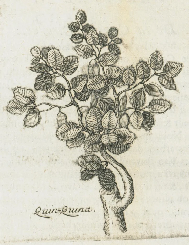 An illustration from Histoire générale des drogues, traitant des plantes, des animaux, & des mineraux ; ouvrage enrichy de plus de quatre cent figures en taille-douce tirées d'aprés nature ; avec un discours qui explique leurs differens noms, les pays d'où elles viennent, la maniere de connoître les veritables d'avec les falsifiées, & leurs proprietez, où l'on découvre l'erreur des anciens & des modernes...par le sieur Pierre Pomet...., 1694, leaf 168