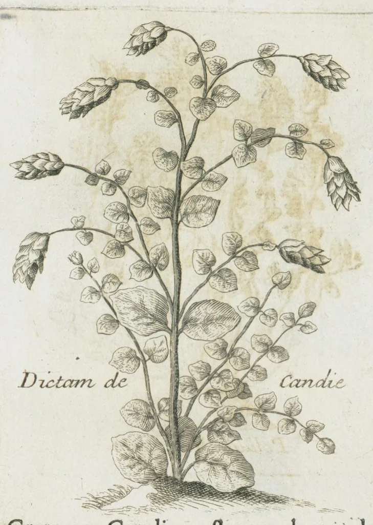 An illustration from Histoire générale des drogues, traitant des plantes, des animaux, & des mineraux ; ouvrage enrichy de plus de quatre cent figures en taille-douce tirées d'aprés nature ; avec un discours qui explique leurs differens noms, les pays d'où elles viennent, la maniere de connoître les veritables d'avec les falsifiées, & leurs proprietez, où l'on découvre l'erreur des anciens & des modernes...par le sieur Pierre Pomet...., 1694, leaf 175