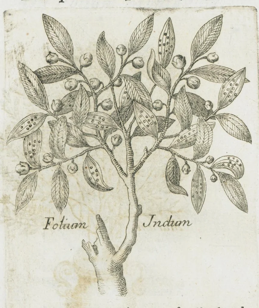 An illustration from Histoire générale des drogues, traitant des plantes, des animaux, & des mineraux ; ouvrage enrichy de plus de quatre cent figures en taille-douce tirées d'aprés nature ; avec un discours qui explique leurs differens noms, les pays d'où elles viennent, la maniere de connoître les veritables d'avec les falsifiées, & leurs proprietez, où l'on découvre l'erreur des anciens & des modernes...par le sieur Pierre Pomet...., 1694, leaf 178
