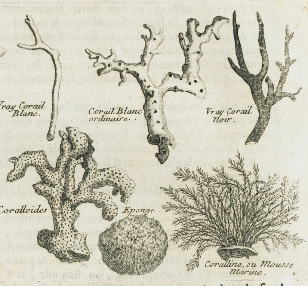 An illustration from Histoire générale des drogues, traitant des plantes, des animaux, & des mineraux ; ouvrage enrichy de plus de quatre cent figures en taille-douce tirées d'aprés nature ; avec un discours qui explique leurs differens noms, les pays d'où elles viennent, la maniere de connoître les veritables d'avec les falsifiées, & leurs proprietez, où l'on découvre l'erreur des anciens & des modernes...par le sieur Pierre Pomet...., 1694, leaf 198