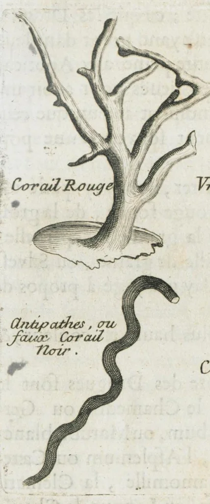 An illustration from Histoire générale des drogues, traitant des plantes, des animaux, & des mineraux ; ouvrage enrichy de plus de quatre cent figures en taille-douce tirées d'aprés nature ; avec un discours qui explique leurs differens noms, les pays d'où elles viennent, la maniere de connoître les veritables d'avec les falsifiées, & leurs proprietez, où l'on découvre l'erreur des anciens & des modernes...par le sieur Pierre Pomet...., 1694, leaf 198