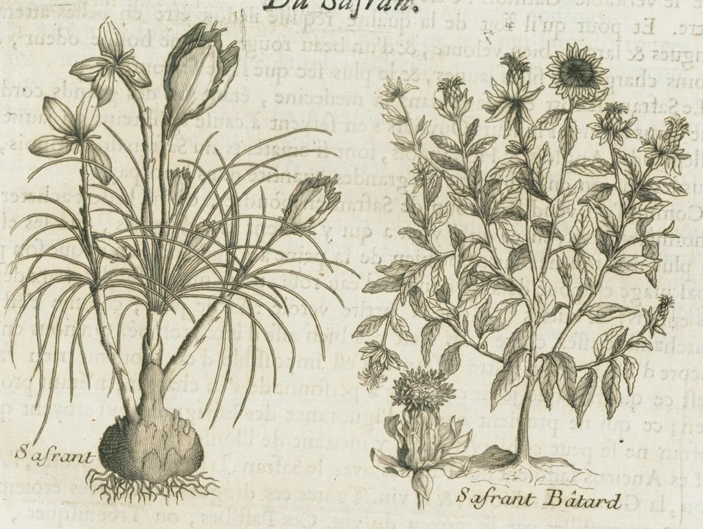 An illustration from Histoire générale des drogues, traitant des plantes, des animaux, & des mineraux ; ouvrage enrichy de plus de quatre cent figures en taille-douce tirées d'aprés nature ; avec un discours qui explique leurs differens noms, les pays d'où elles viennent, la maniere de connoître les veritables d'avec les falsifiées, & leurs proprietez, où l'on découvre l'erreur des anciens & des modernes...par le sieur Pierre Pomet...., 1694, leaf 213