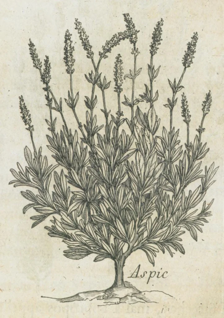 An illustration from Histoire générale des drogues, traitant des plantes, des animaux, & des mineraux ; ouvrage enrichy de plus de quatre cent figures en taille-douce tirées d'aprés nature ; avec un discours qui explique leurs differens noms, les pays d'où elles viennent, la maniere de connoître les veritables d'avec les falsifiées, & leurs proprietez, où l'on découvre l'erreur des anciens & des modernes...par le sieur Pierre Pomet...., 1694, leaf 218