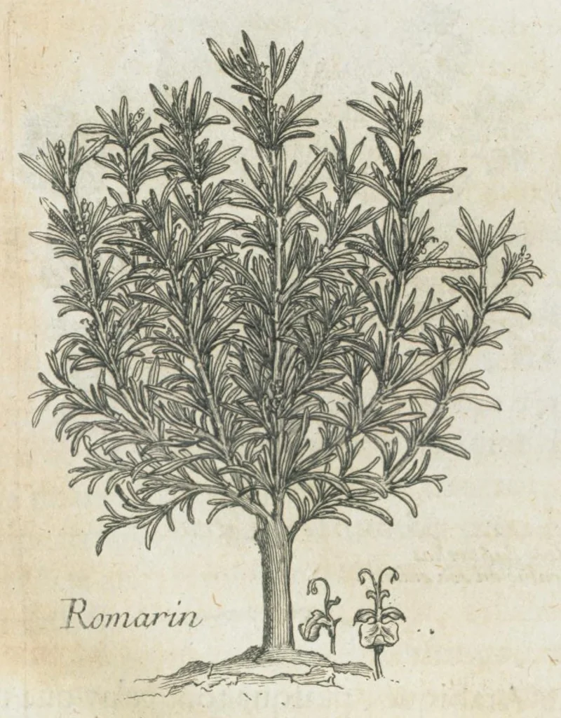 An illustration from Histoire générale des drogues, traitant des plantes, des animaux, & des mineraux ; ouvrage enrichy de plus de quatre cent figures en taille-douce tirées d'aprés nature ; avec un discours qui explique leurs differens noms, les pays d'où elles viennent, la maniere de connoître les veritables d'avec les falsifiées, & leurs proprietez, où l'on découvre l'erreur des anciens & des modernes...par le sieur Pierre Pomet...., 1694, leaf 218