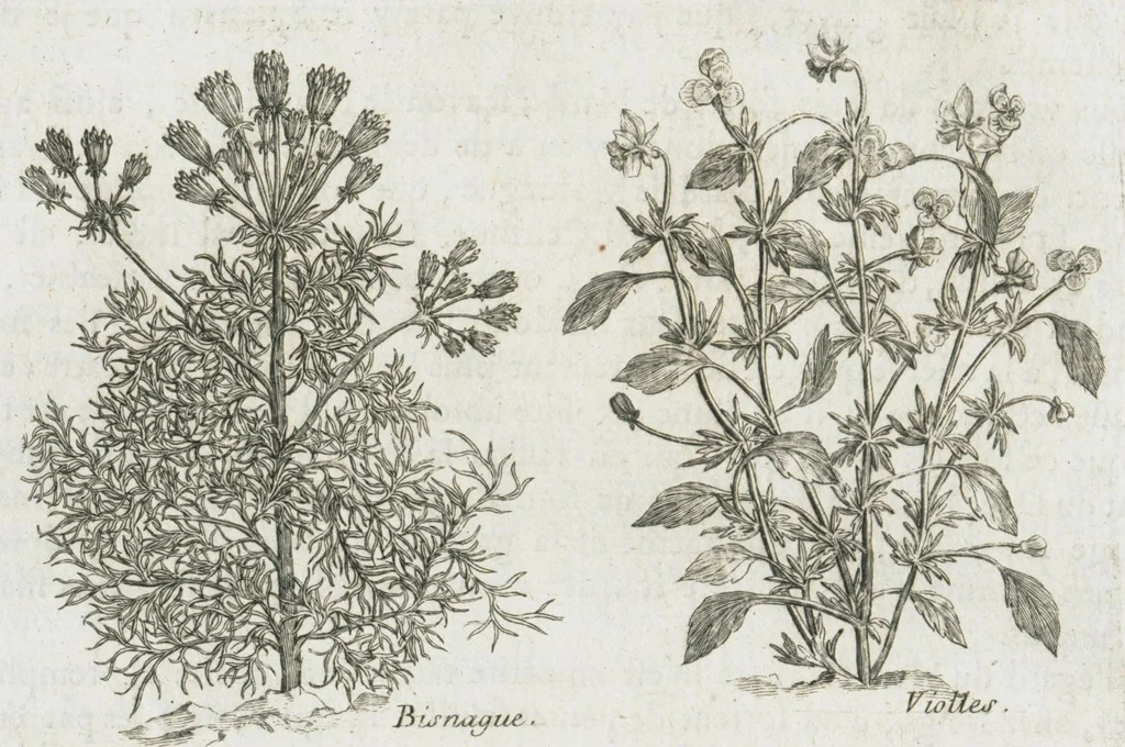 An illustration from Histoire générale des drogues, traitant des plantes, des animaux, & des mineraux ; ouvrage enrichy de plus de quatre cent figures en taille-douce tirées d'aprés nature ; avec un discours qui explique leurs differens noms, les pays d'où elles viennent, la maniere de connoître les veritables d'avec les falsifiées, & leurs proprietez, où l'on découvre l'erreur des anciens & des modernes...par le sieur Pierre Pomet...., 1694, leaf 224