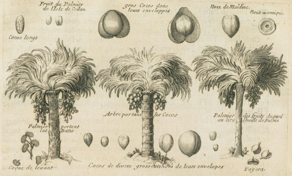 An illustration from Histoire générale des drogues, traitant des plantes, des animaux, & des mineraux ; ouvrage enrichy de plus de quatre cent figures en taille-douce tirées d'aprés nature ; avec un discours qui explique leurs differens noms, les pays d'où elles viennent, la maniere de connoître les veritables d'avec les falsifiées, & leurs proprietez, où l'on découvre l'erreur des anciens & des modernes...par le sieur Pierre Pomet...., 1694, leaf 249