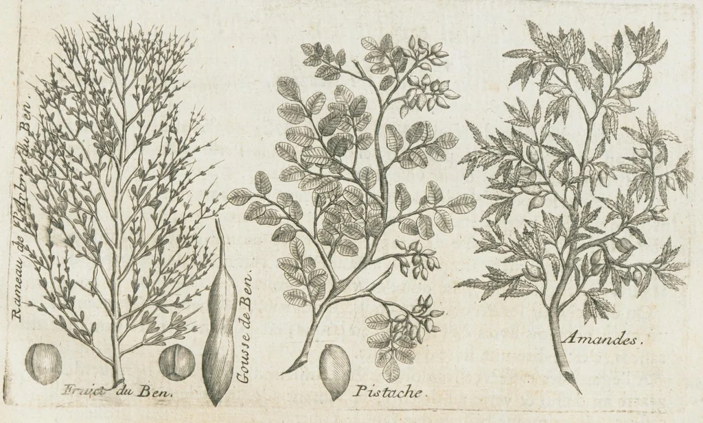 An illustration from Histoire générale des drogues, traitant des plantes, des animaux, & des mineraux ; ouvrage enrichy de plus de quatre cent figures en taille-douce tirées d'aprés nature ; avec un discours qui explique leurs differens noms, les pays d'où elles viennent, la maniere de connoître les veritables d'avec les falsifiées, & leurs proprietez, où l'on découvre l'erreur des anciens & des modernes...par le sieur Pierre Pomet...., 1694, leaf 263