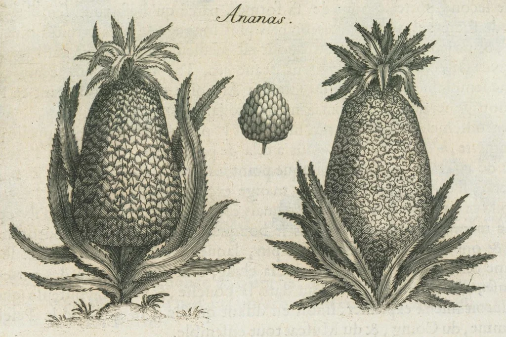 An illustration from Histoire générale des drogues, traitant des plantes, des animaux, & des mineraux ; ouvrage enrichy de plus de quatre cent figures en taille-douce tirées d'aprés nature ; avec un discours qui explique leurs differens noms, les pays d'où elles viennent, la maniere de connoître les veritables d'avec les falsifiées, & leurs proprietez, où l'on découvre l'erreur des anciens & des modernes...par le sieur Pierre Pomet...., 1694, leaf 271