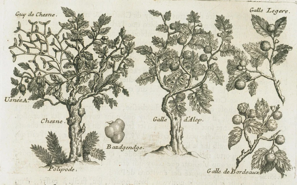 An illustration from Histoire générale des drogues, traitant des plantes, des animaux, & des mineraux ; ouvrage enrichy de plus de quatre cent figures en taille-douce tirées d'aprés nature ; avec un discours qui explique leurs differens noms, les pays d'où elles viennent, la maniere de connoître les veritables d'avec les falsifiées, & leurs proprietez, où l'on découvre l'erreur des anciens & des modernes...par le sieur Pierre Pomet...., 1694, leaf 295