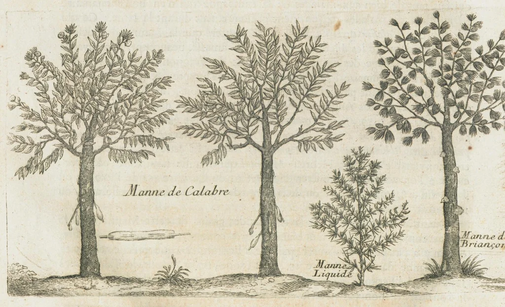 An illustration from Histoire générale des drogues, traitant des plantes, des animaux, & des mineraux ; ouvrage enrichy de plus de quatre cent figures en taille-douce tirées d'aprés nature ; avec un discours qui explique leurs differens noms, les pays d'où elles viennent, la maniere de connoître les veritables d'avec les falsifiées, & leurs proprietez, où l'on découvre l'erreur des anciens & des modernes...par le sieur Pierre Pomet...., 1694, leaf 304